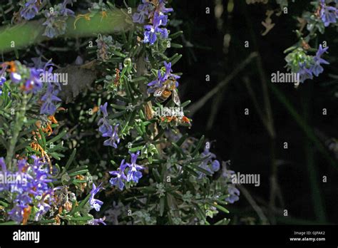 Honey Bee Collecting Pollen On Prostrate Rosemary Bush Apis Mellifera