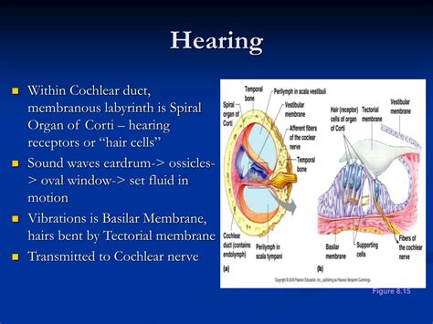 Ppt Special Senses Hearing Taste Smell Powerpoint Presentation