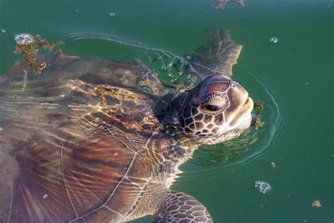 Green Sea Turtles Habitat