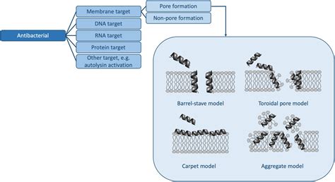 Frontiers Mechanisms Of Action For Antimicrobial Peptides With