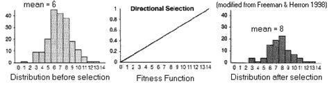 Directional Selection Graph