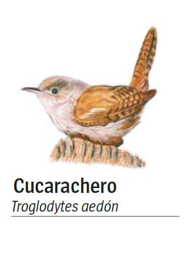 Cucarachero Común Inventario De Aves Inventario De Aves