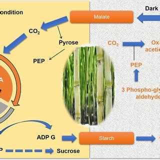 Functions Of Different Invertases Enzyme And Metabolic Sugar Enzymes In