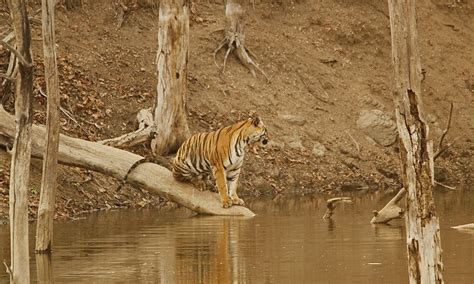 Pench Tiger Reserve And National Park Safari Details