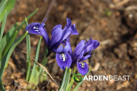 Dwarf Iris Guide: How to Grow & Care for “Iris Reticulata”