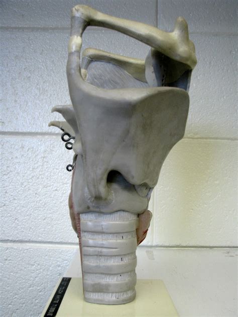 Lab 6 Larynx Vocal Cord Model 1 Diagram Quizlet