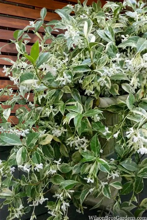 Buy Variegated Confederate Jasmine FREE SHIPPING Wilson Bros