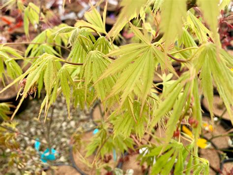 Buy Acer Palmatum Fascination Japanese Maple — Mr Maple │ Buy Japanese Maple Trees