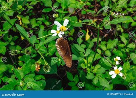 Arremesso De Uma Borboleta Sobre Uma Flor Branca Imagem De Stock