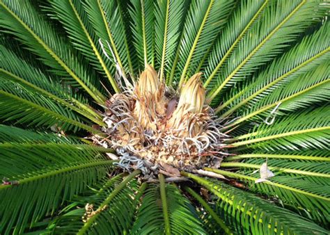 Sago Palm Fungus And Disease