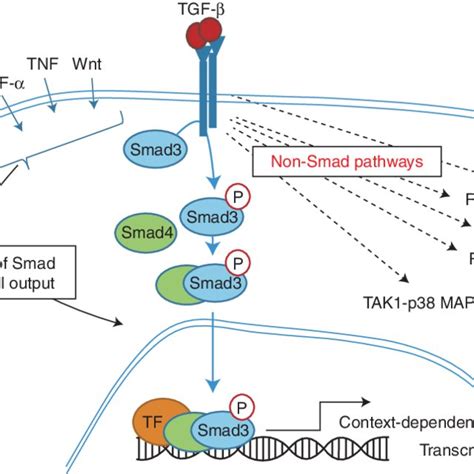 Drug Targets On The TGF B Signaling Pathway The Figure Indicates