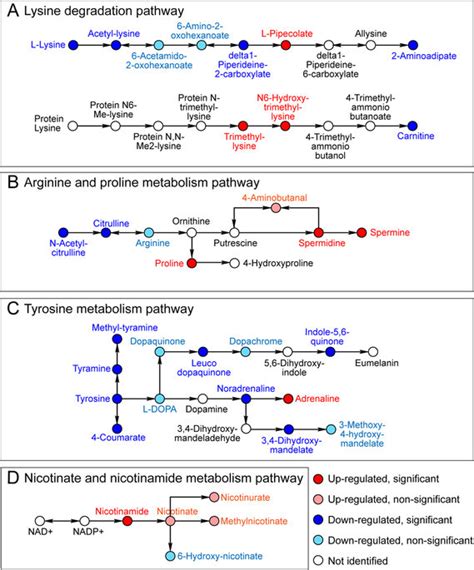 Potentially Regulated Metabolic Pathways Identified Metabolites With Download Scientific