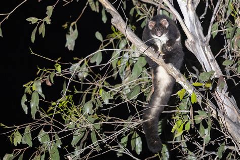 Southern Greater Glider Petauroides Volans Healesville Flickr