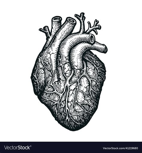 Human heart sketch on white background hand drawn Vector Image