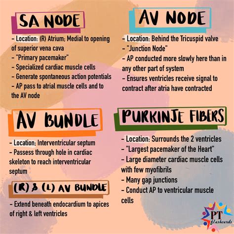 Pt Flashcards On Twitter Cardiovascular Conducting System 💛 ️ Sa Node ️ Av Node ️ Av Bundle