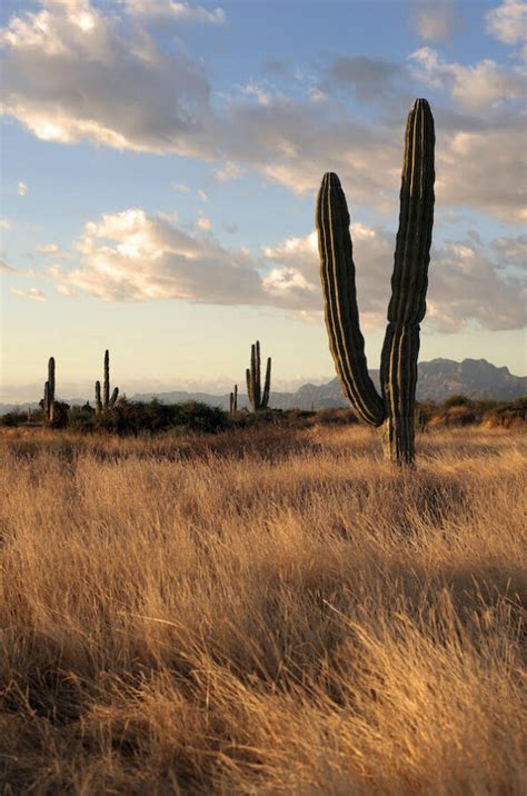 Hiking in the Desert - Discover Baja Travel Club