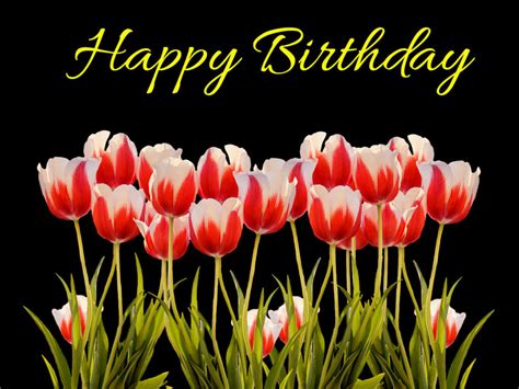 31+ Happy Birthday Tulips Images and Pictures