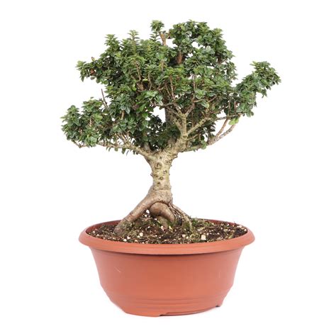 Ilex Crenata Dwarf Pagoda Pre Bonsai Bonsai Outdoor Bonsai