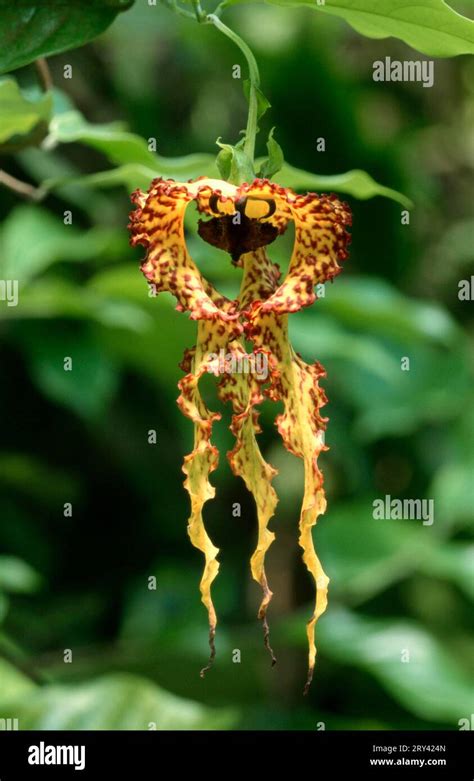 Orchid tree, flower (Monodora crispata), plants, tree, trees, scaly ...