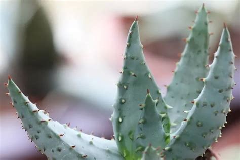 30 Different Types Of Aloe Plants With Pictures