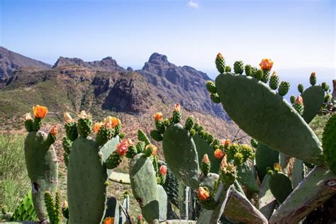 Pico Verde Scenic Hiking Trail To Masca Village In The Teno Mountain