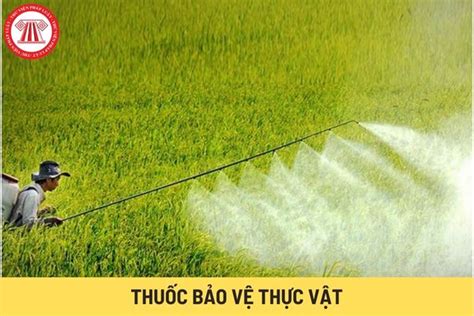 Người Sử Dụng Thuốc Bảo Vệ Thực Vật Sai Quy định Và Gây ô Nhiễm Môi