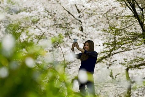 El Hanami es una tradición japonesa de admirar los cerezos en flor