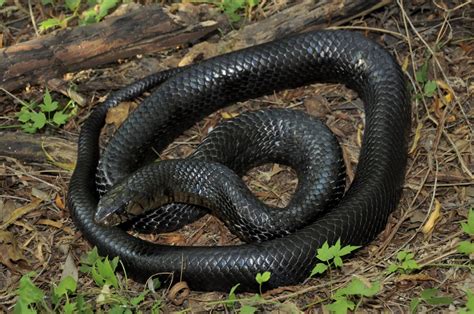 Culebra Arroyera De Cola Negra Anfibios Y Reptiles De Hermosillo