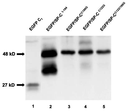 Western Blot Of A Cell Lysates For Detection Of Egfp Proteins A