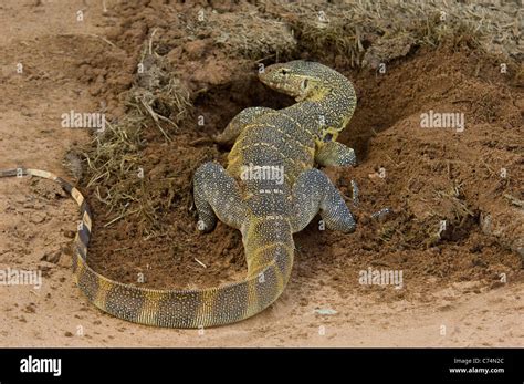 Nile monitor lizard hi-res stock photography and images - Alamy