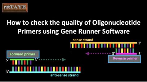 How to check the quality of Oligonucleotide Primers using Gene Runner ...