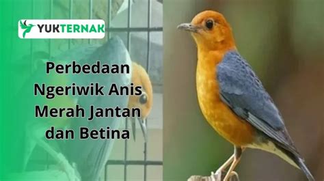 5 Perbedaan Ngeriwik Anis Merah Jantan Dan Betina Yuk Ternak