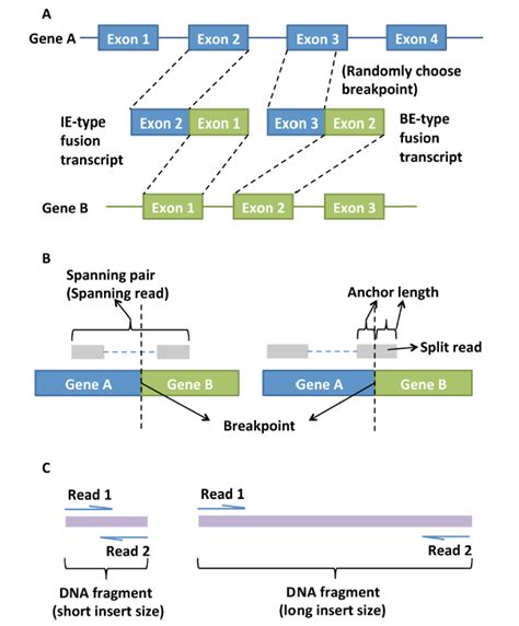 一文搞懂基因融合（gene Fusion）的定义、产生机制及鉴定方法 通俗易懂 腾讯云开发者社区 腾讯云