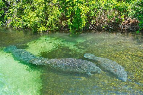 16 Most Beautiful Freshwater Springs In Florida