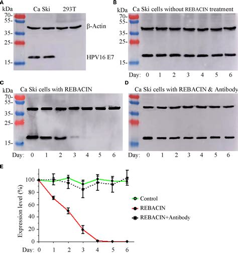 Frontiers Rebacin Inhibits E E Oncogenes In Clearance Of Human