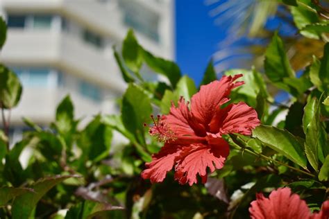 Hibiscus In Tucacas Falc N Venezuela Ana B Rbara Pacella C Flickr