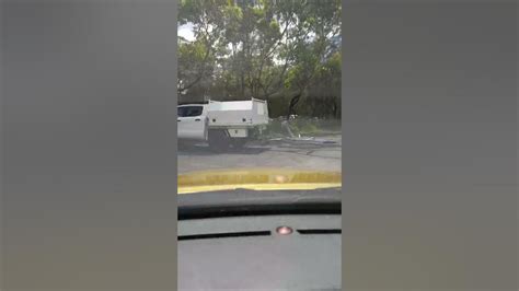 Dolphins And Stingrays At The Boat Ramp Near Jervis Bay Youtube