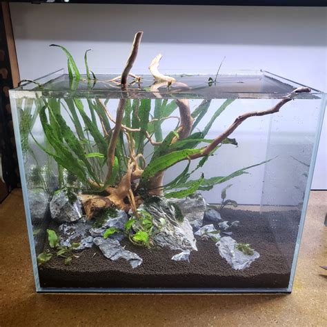 Simple Planted Aquarium Ideas Atelier Yuwa Ciao Jp