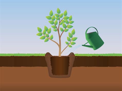 Les 6 étapes Pour Planter Un Arbre Ou Un Arbuste Silence ça Pousse