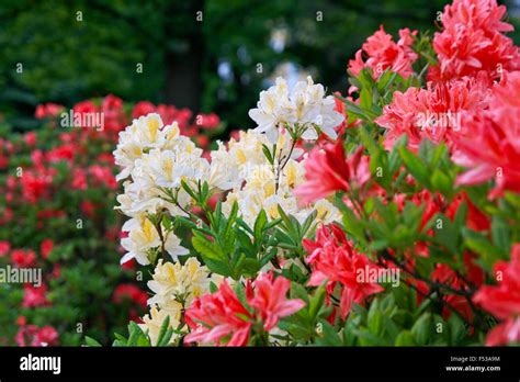 Florecimiento De Amarillo Y Rojo Rododendros Y Azaleas En El Jard N En