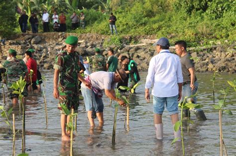 Kodim 1421 Pangkep Tanam Seribu Mangrove Di Pesisir Pantai Kampung