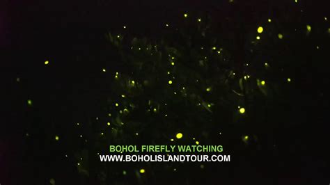 New Bohol Firefly Watching Tour Philippines Youtube