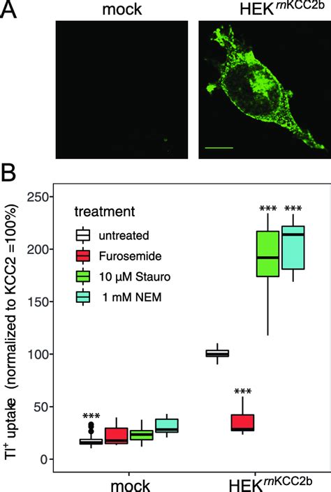 Staurosporine And Nem Increase Kcc Activity A Immunoreactivity Of