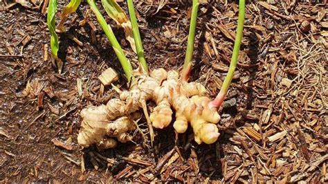 Growing and harvesting ginger – The Veggie Lady