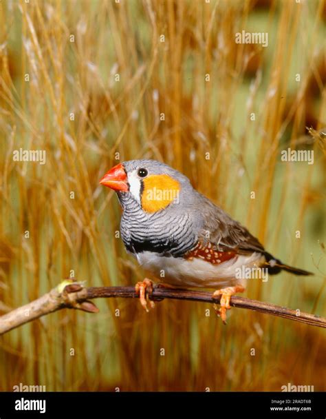 Zebra Finch Taeniopygia Guttata Stock Photo Alamy