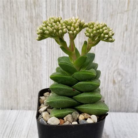 Crassula ‘springtime’ Easy Care Succulent Planet Desert