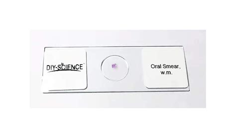 Science Education W M Oral Smear He Stain Prepared Microscope Slide For