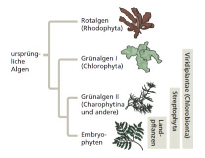 Systematische Botanik Lap Larch Karteikarten Quizlet