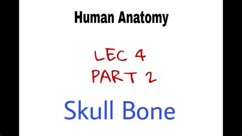 HUMAN ANATOMY LEC 4 PART 2 Skull Bone YouTube