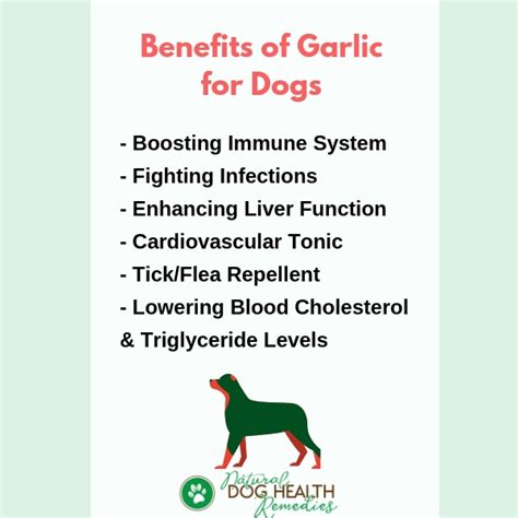 Is Garlic Safe for Dogs? | How Much Garlic Can a Dog Safely Eat?